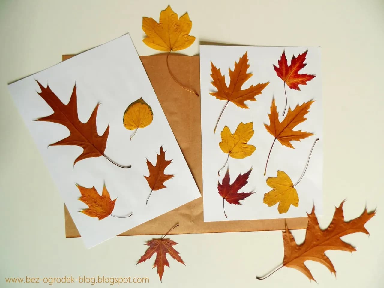 Zielnik krok po kroku: Jak zebrać, zasuszyć i opisać rośliny?